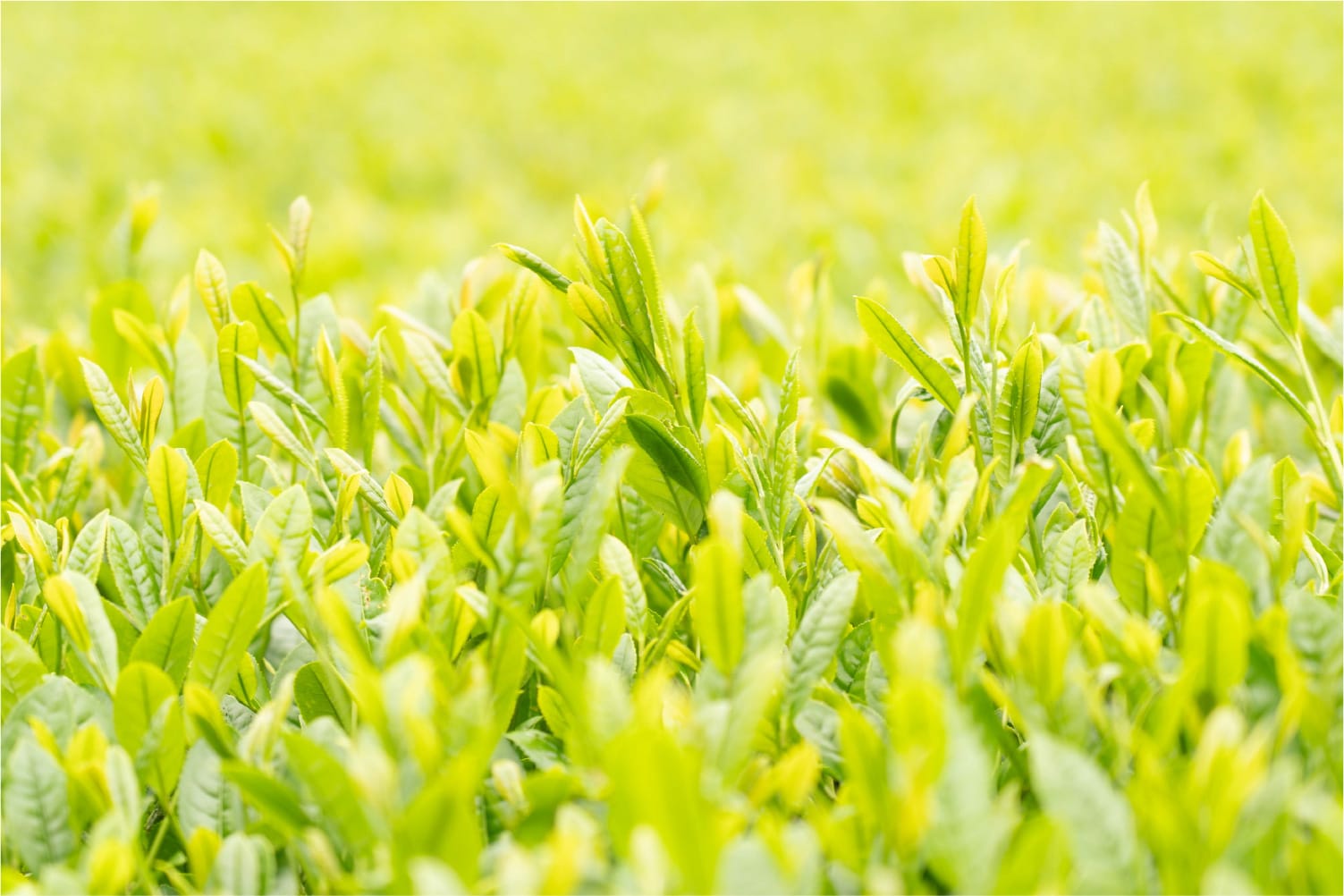 化学肥料を使わずに良質な土と肥料の研究を重ね、最高級の茶の栽培を続けてきた河野氏を直接訪ね、彼が作る希少な茶葉を特別に分けてもらいました。