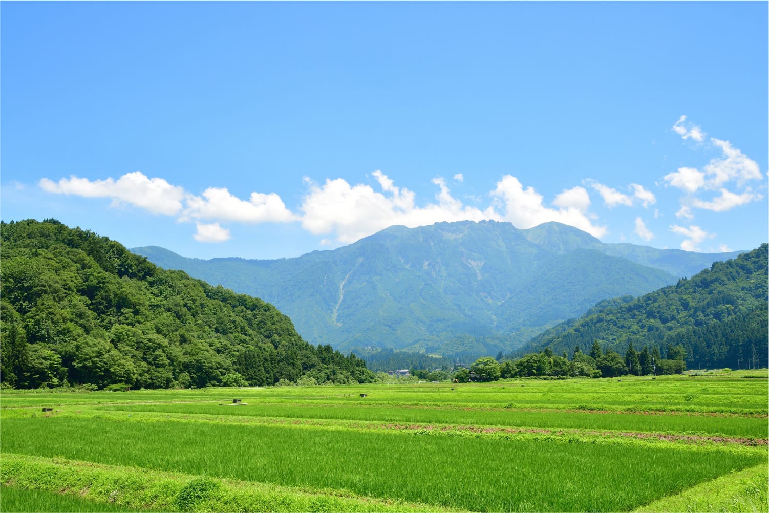 01. HAKKO CLEANSEとは？日本の発酵技術が詰まった植物発酵エキス飲料